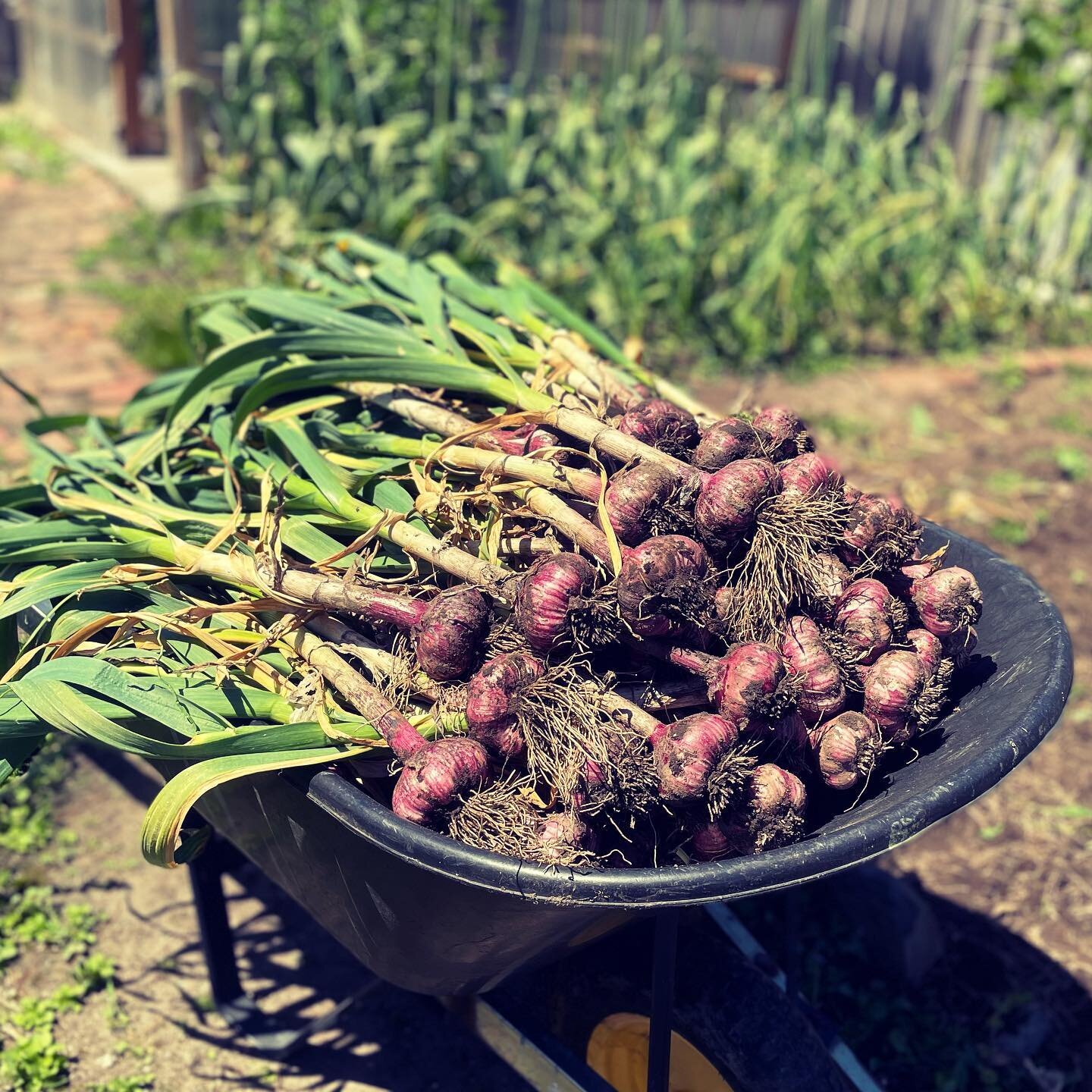 Harvest time! 🧄 It was a ridiculously wet spring this year so we&rsquo;ve been a bit nervous about our garlic going soggy. We don&rsquo;t usually pull them up this early but with 20-40mm rain forecast for later today we&rsquo;re not taking any chanc