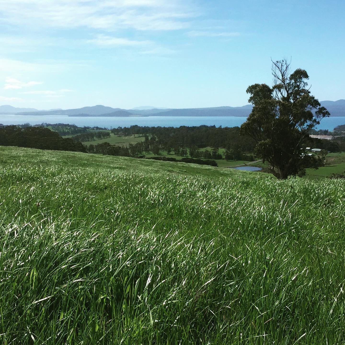 Spring grass on Premaydena Hill 💚 

This is one of our six hay paddocks. Each Spring we lock them up for about three months to grow nice long grass for hay, which is put into round bales and stored away for the next Winter. That way we can feed the 