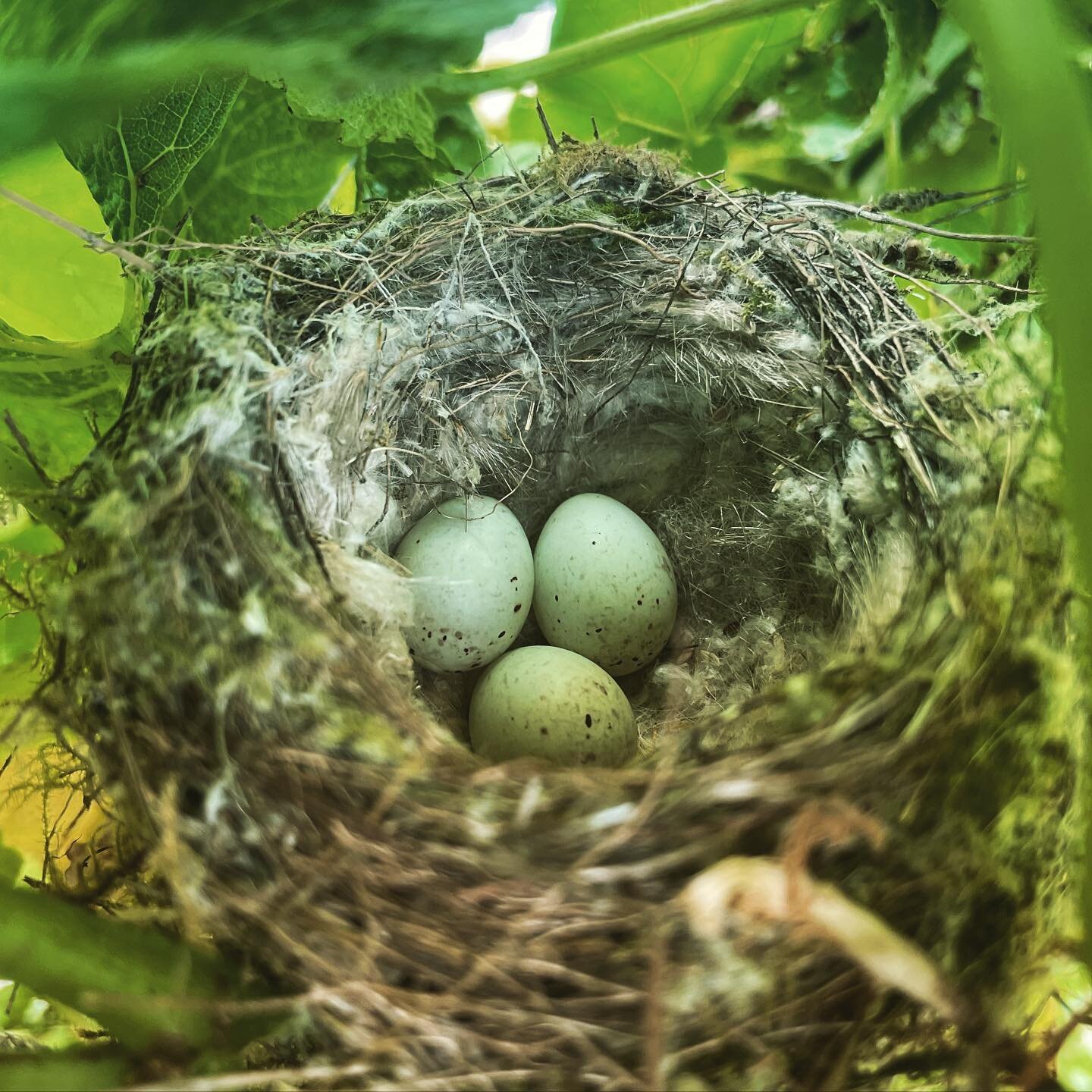 Hidden treasures in the vineyard. Nice to know we can leave these little guys undisturbed - it&rsquo;s one of the advantages of picking and pruning all our vines by hand.

#viticulture #natureinthevineyard #handpickedgrapes #birdsnest #speckledeggs #