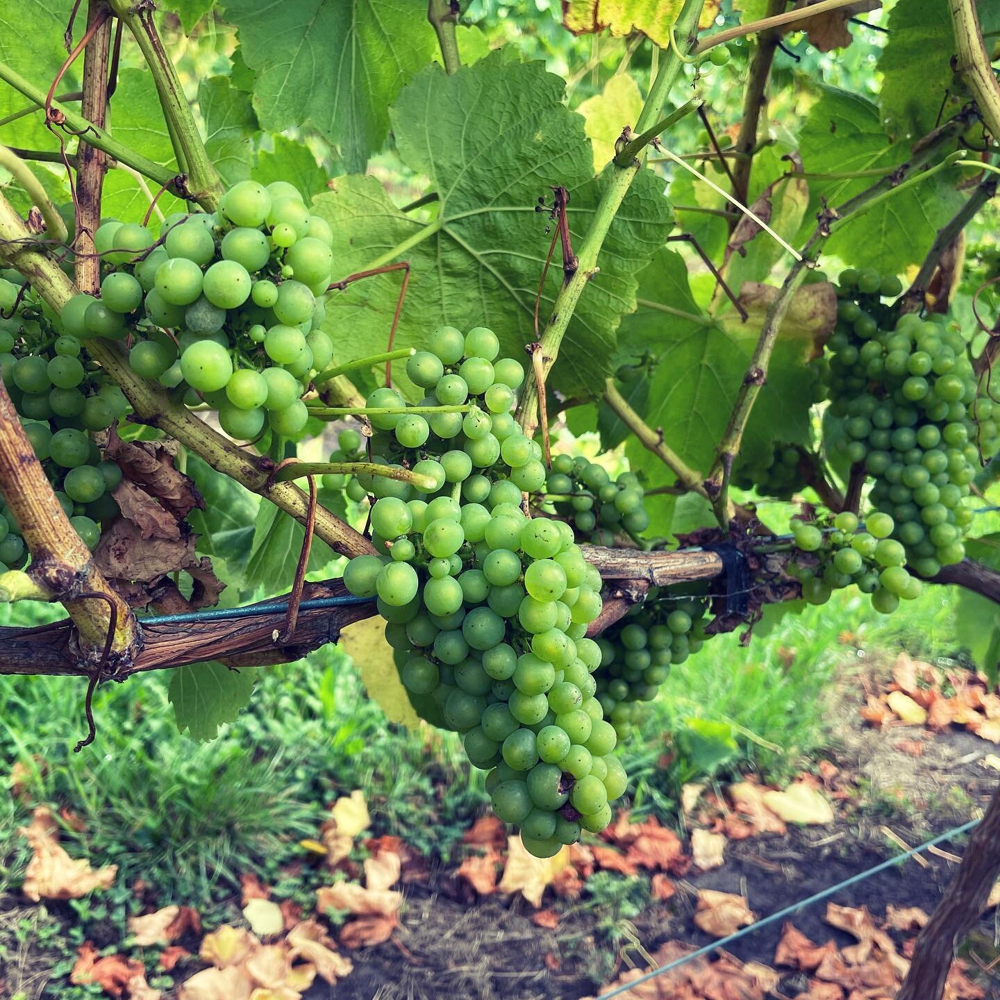 Chardonnay coming along nicely! As we get closer to harvest, we are now leaf plucking the fruit zone on the eastern side of each row. This lets these little babies get some extra morning sun, while still protecting them from wild westerly weather.

#