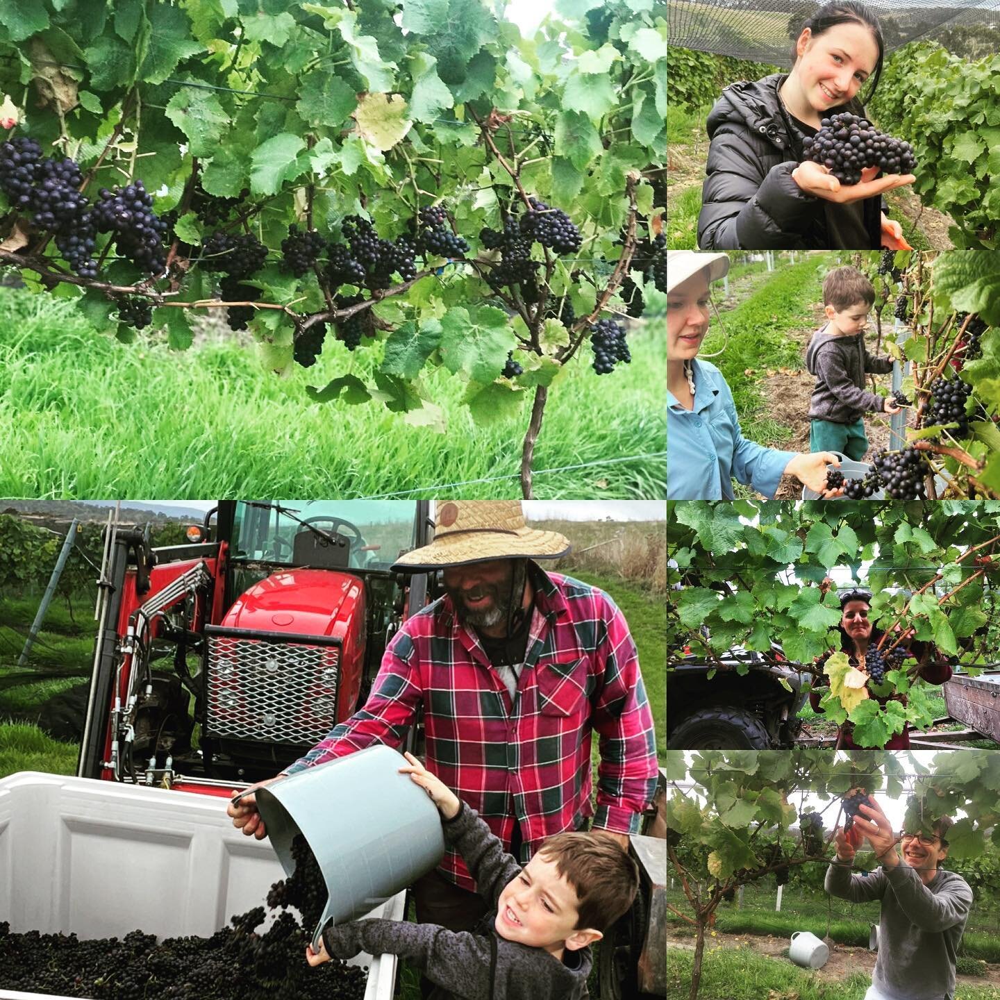 Let the picking begin! These little beauties are destined to become our very first sparking wine - our Premaydena Hill 2022 Blanc de Noir. 

Thanks to today&rsquo;s amazing crew of friends and family, who made a big job seem like a fun morning out. 
