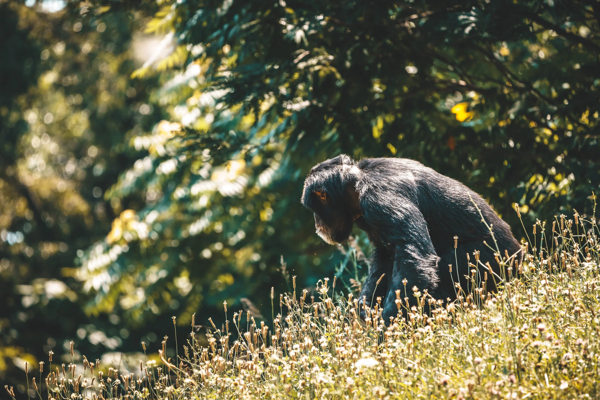 Chimpanzee