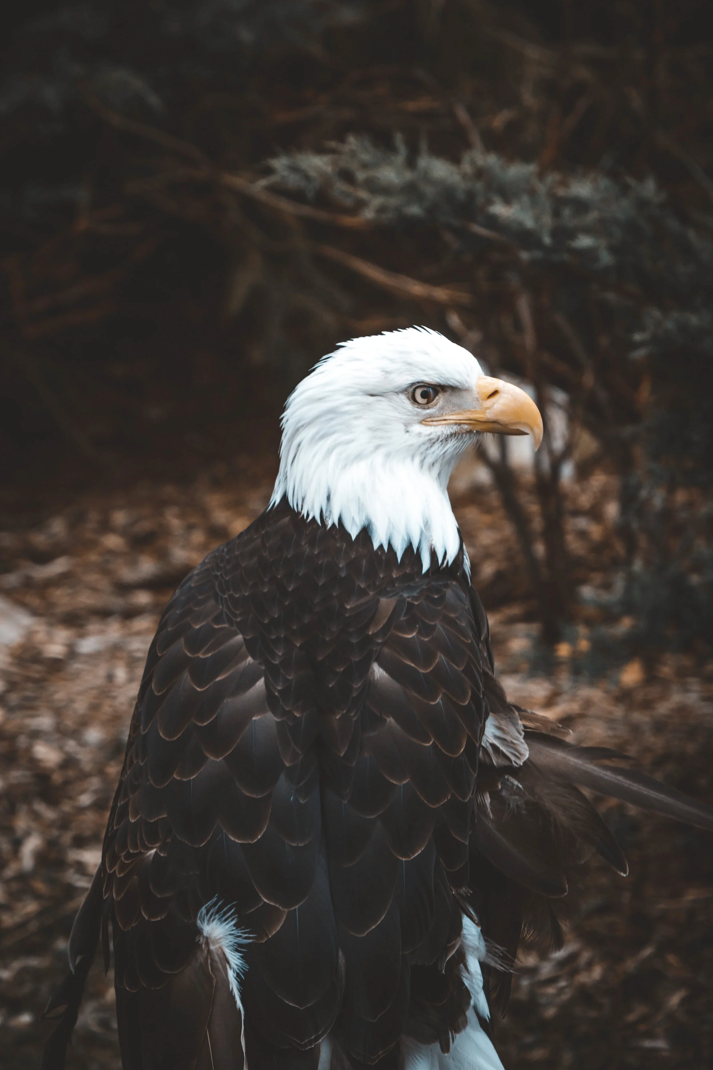 Bald Eagle