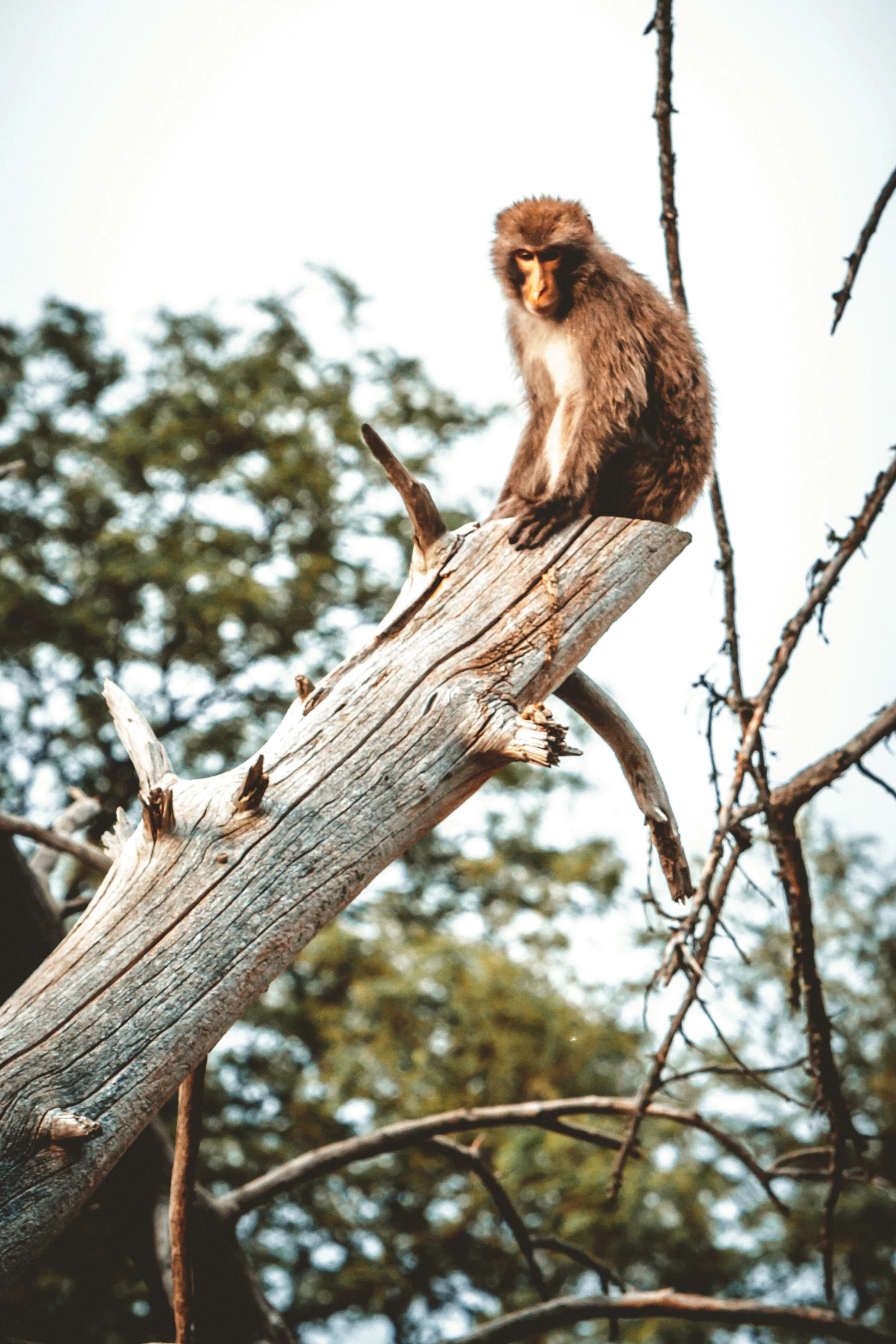 Japanese Macaque