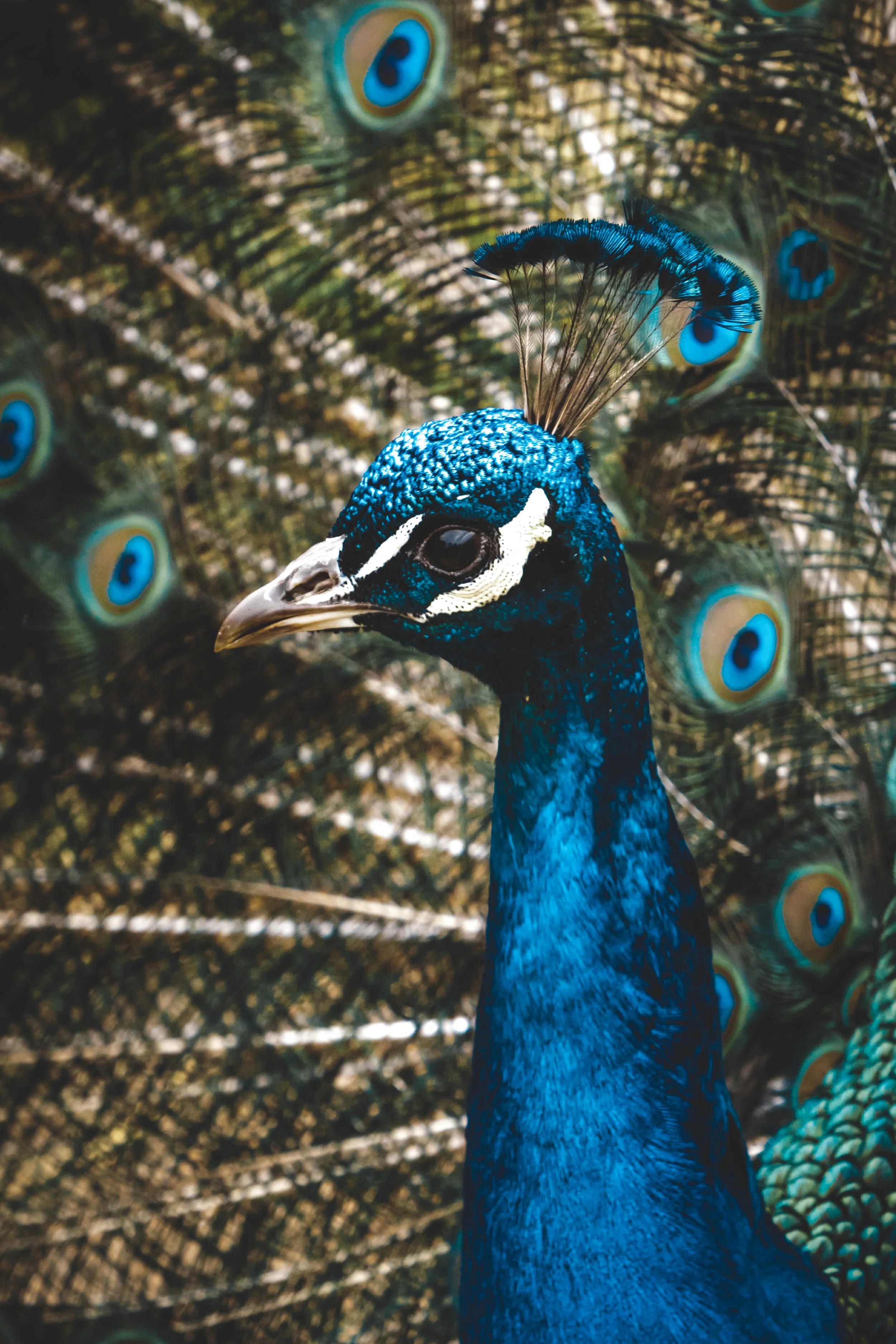 Peacock