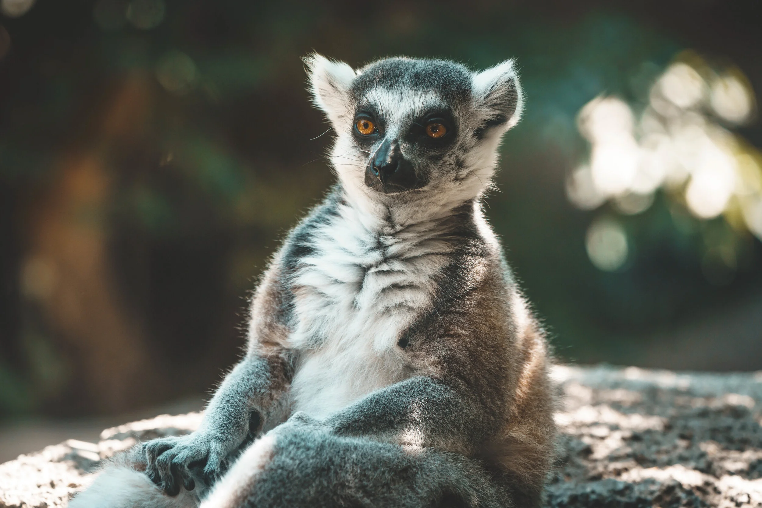 Lemur