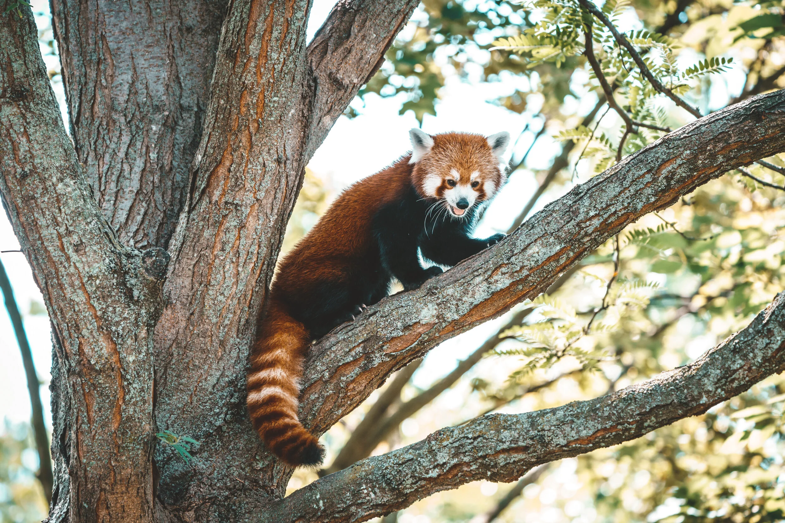 Red Panda