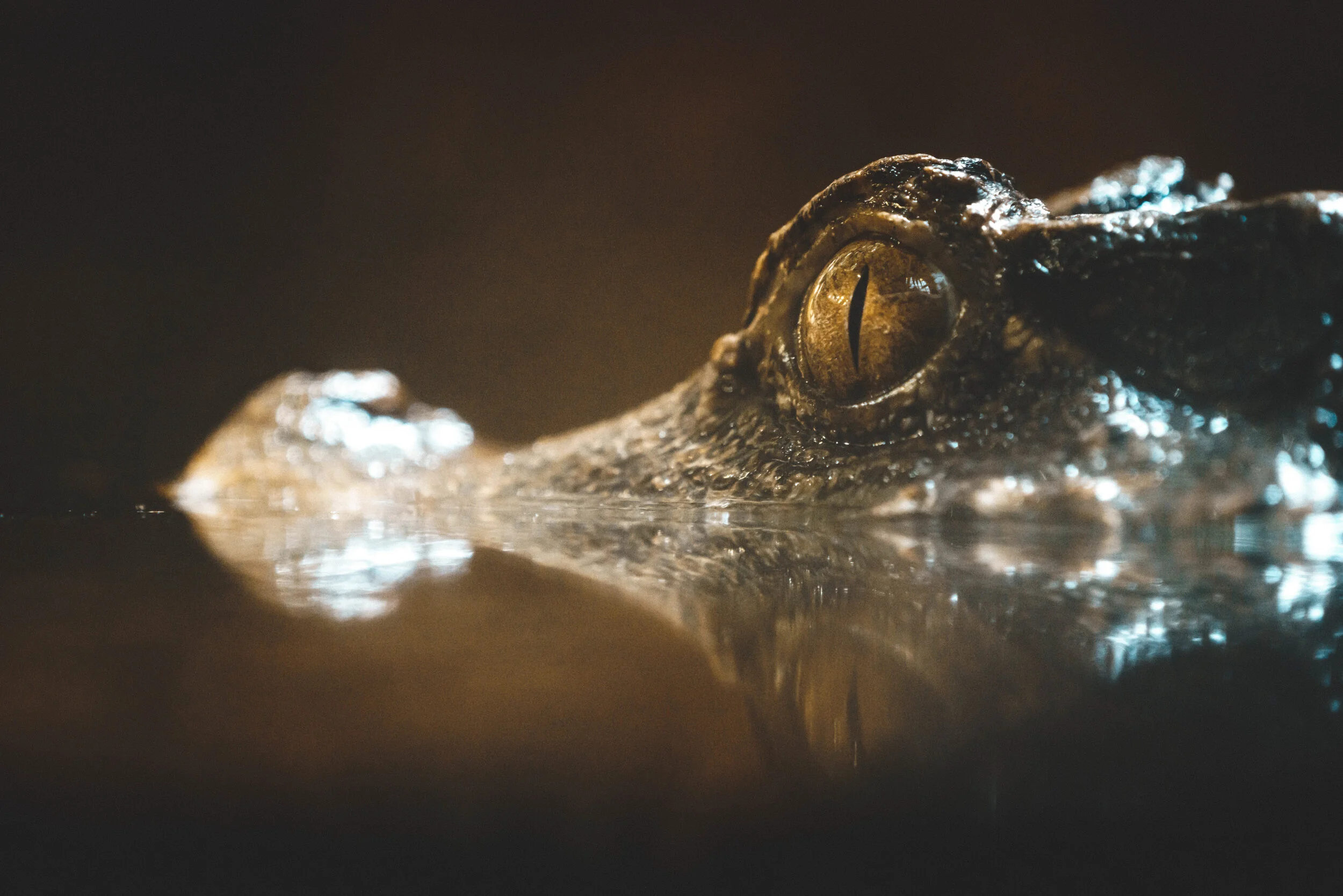 Crocodile