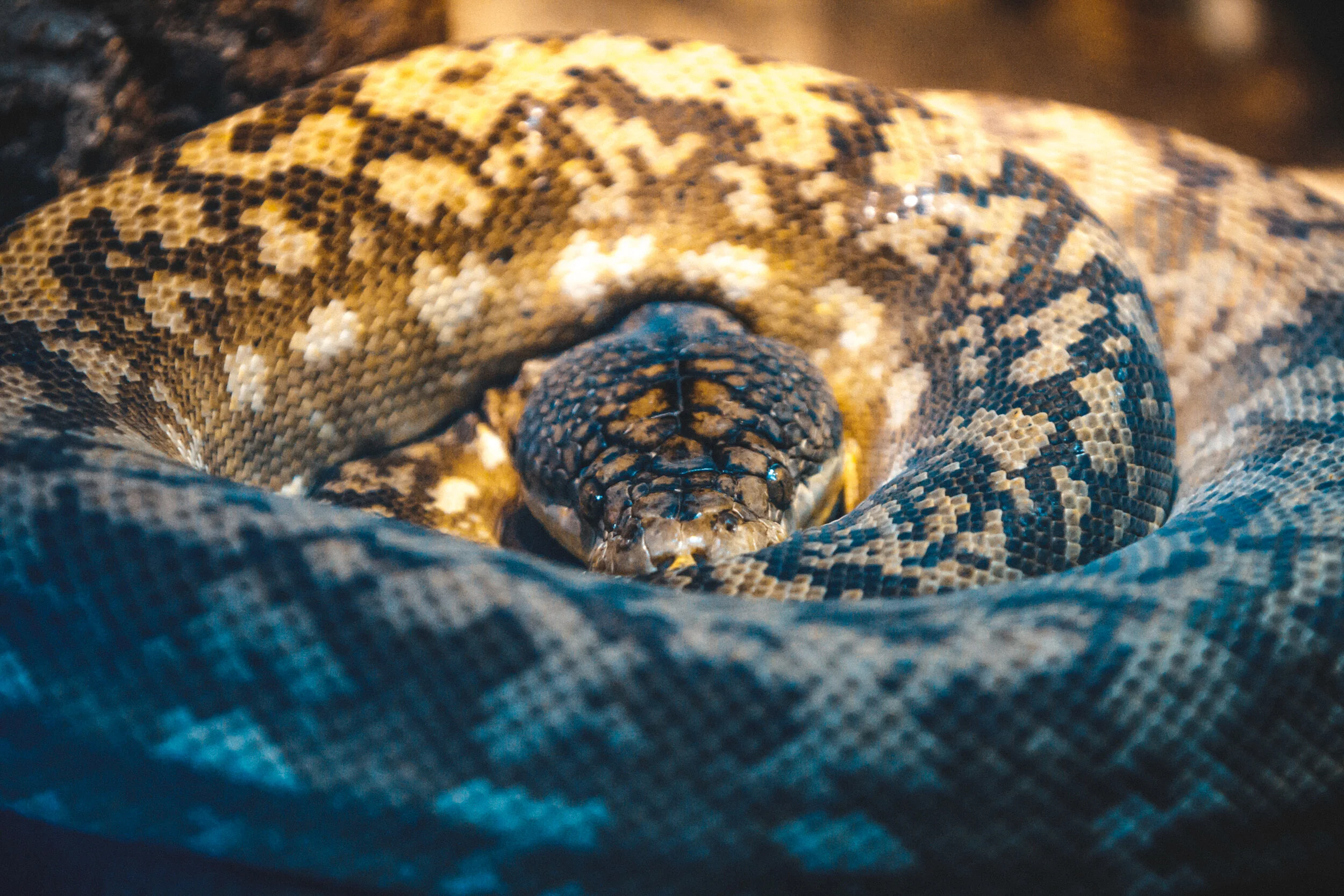 Snake
