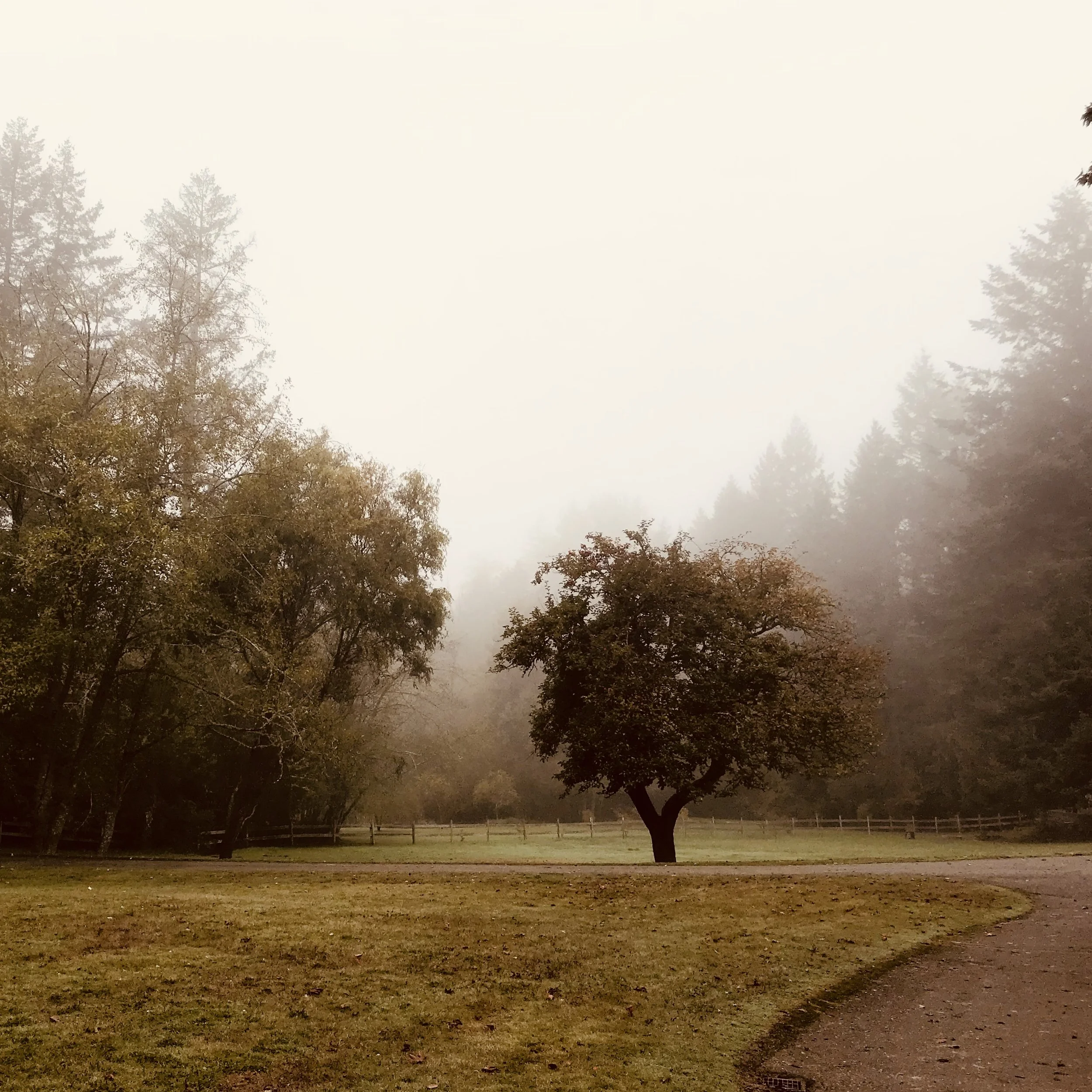 Six-Week 1:1 Mindfulness Transformation Series
