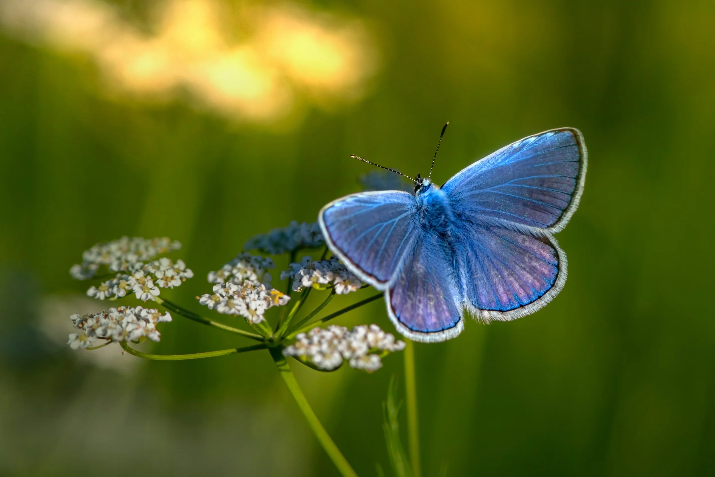 Butterfly1.jpg