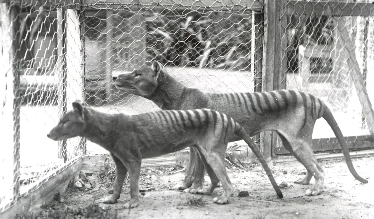Captive Thylacines in the 1930's - could this be what Martin saw that day?
