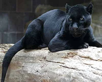 Cburnett-black-jaguar-wikipedia-Feb-2012-tiny.jpg