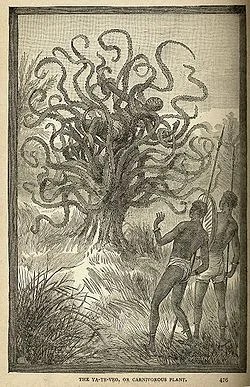 madagascar man eating tree .jpg