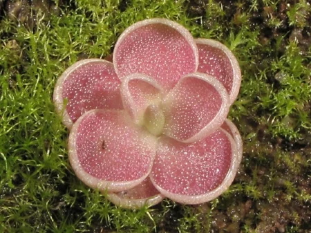 The Carnivorous Butterwort