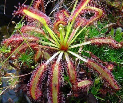 A deadly Sundew