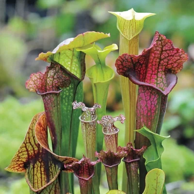 The Well-Known Pitcher PLant