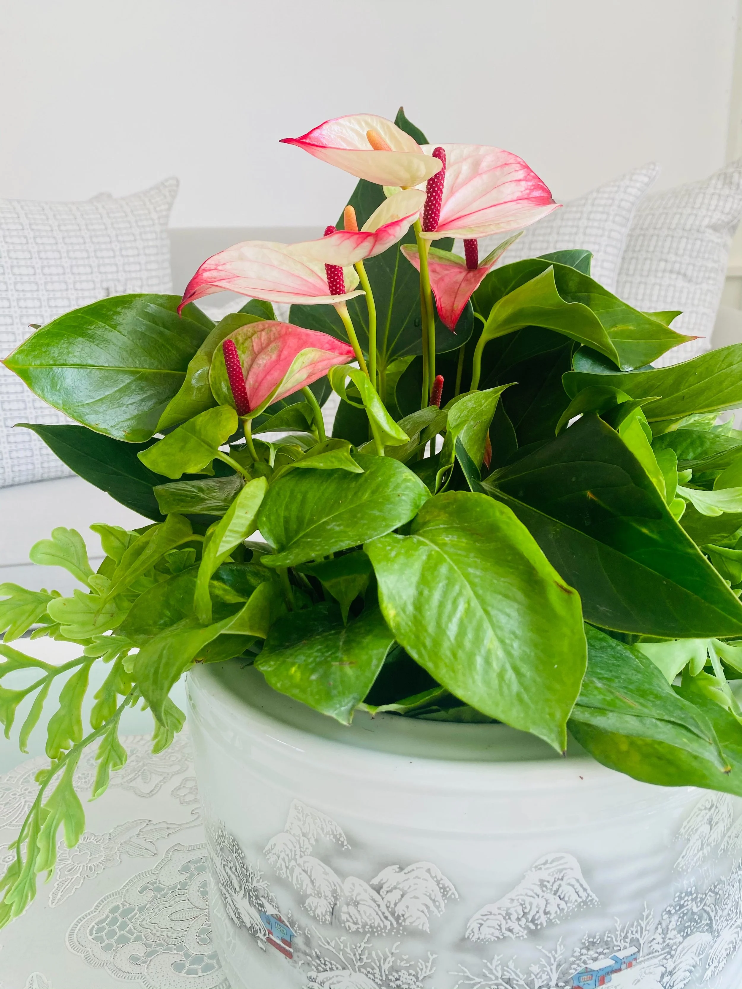 Anthurium