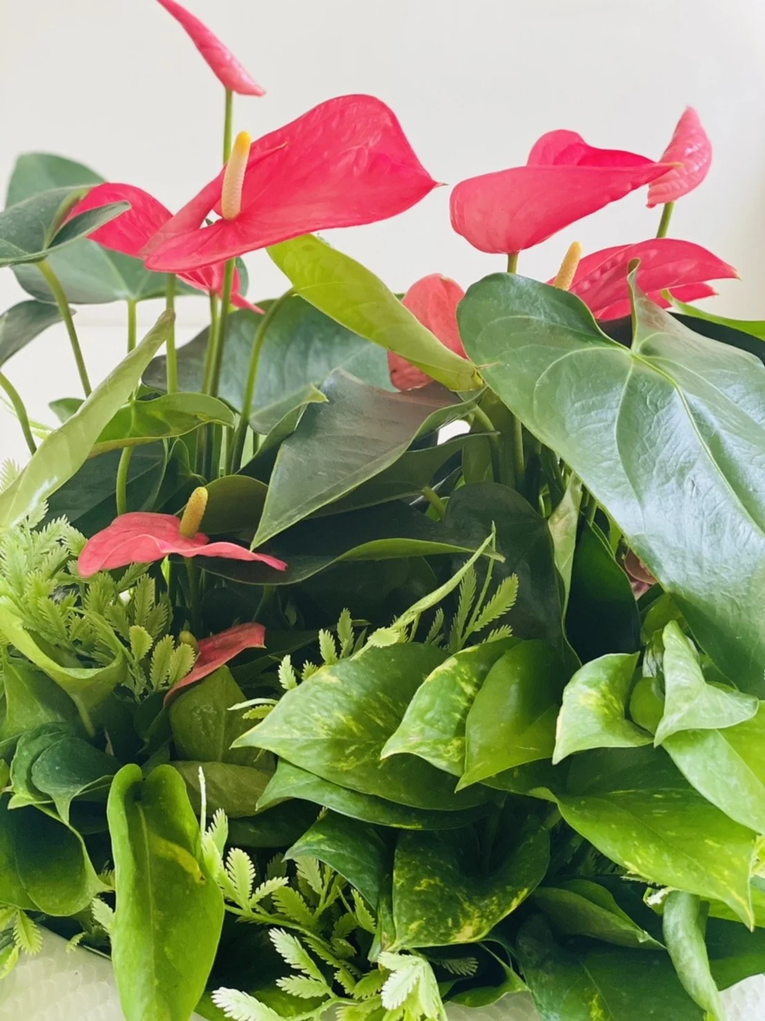 Anthurium