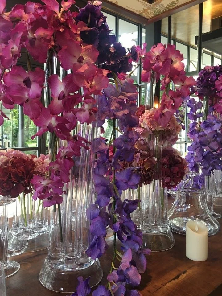 Assorted Vanda Orchids