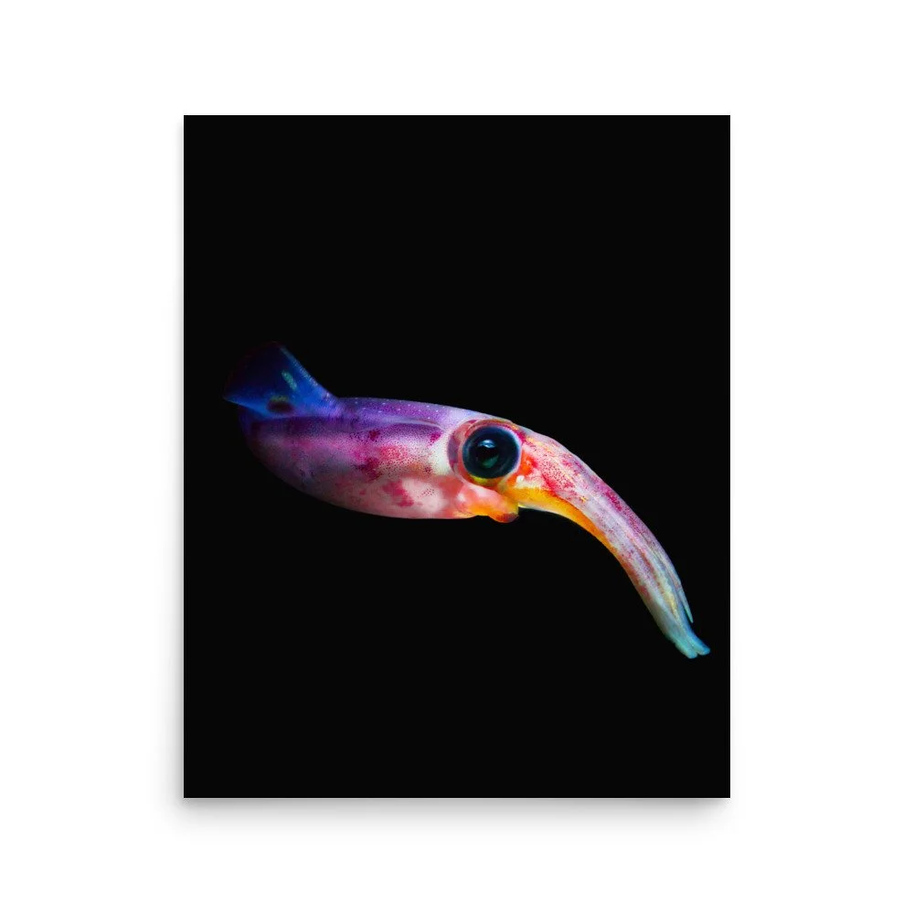 premium-luster-photo-paper-poster-(in)-16x20-front-65020189eb486.jpg