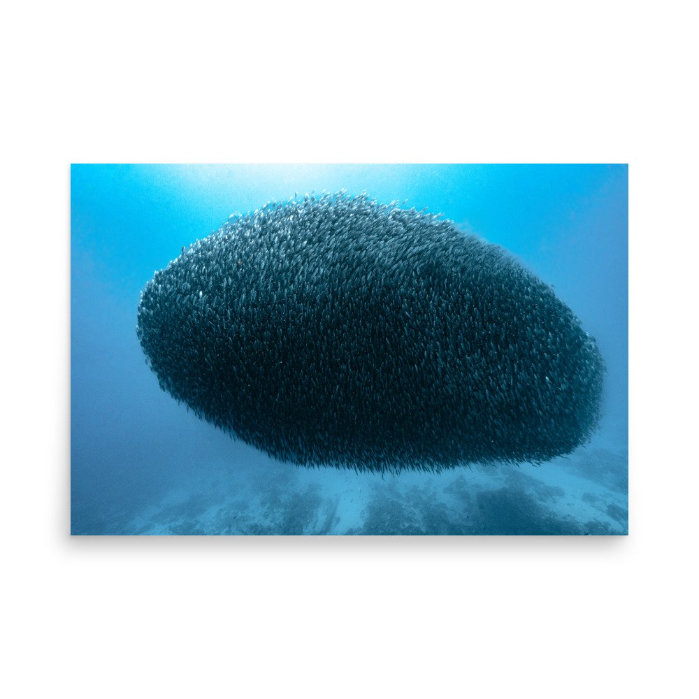 premium-luster-photo-paper-poster-(in)-24x36-front-66511ba8d7d8b.jpg