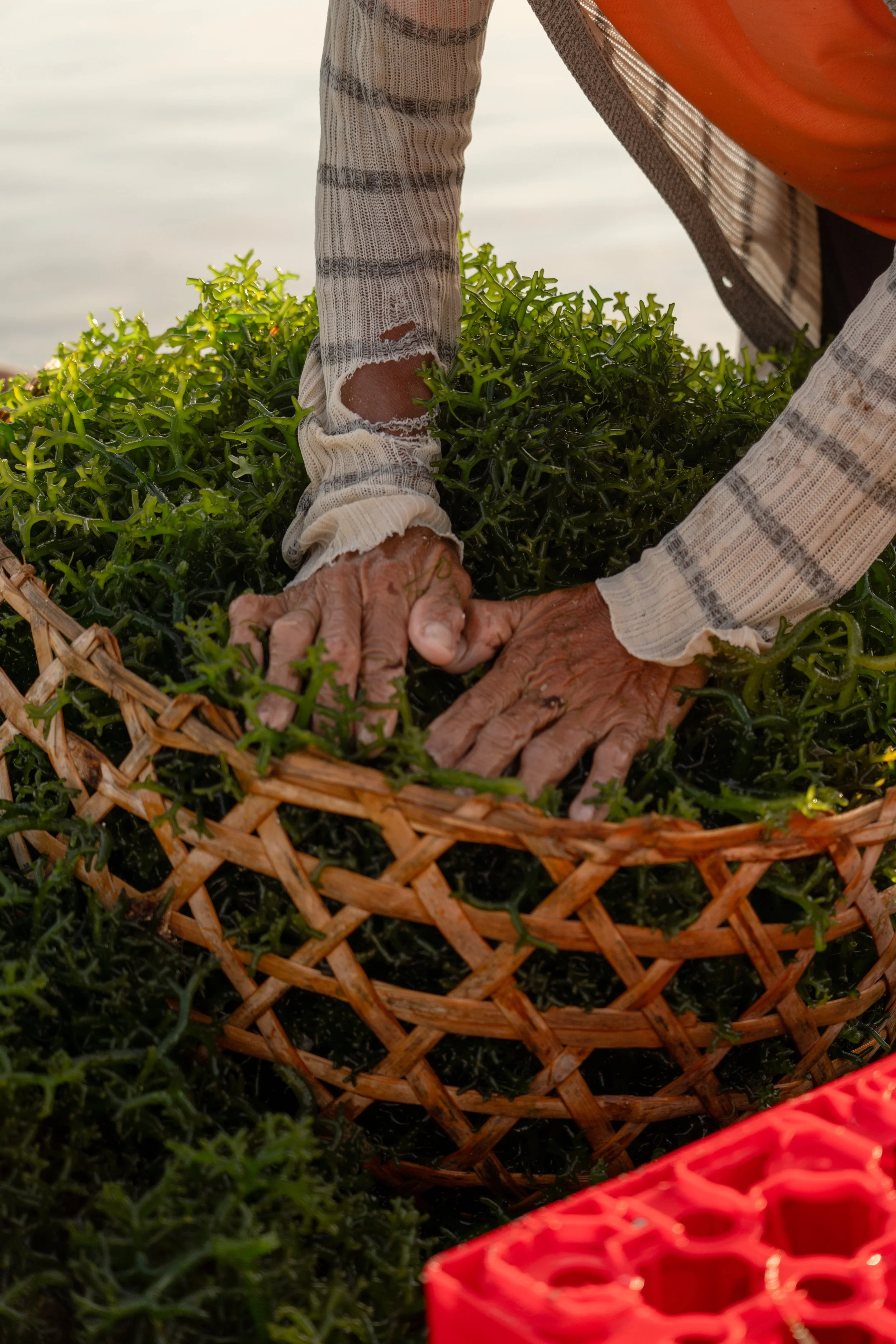 Seaweed Farming_3.jpeg