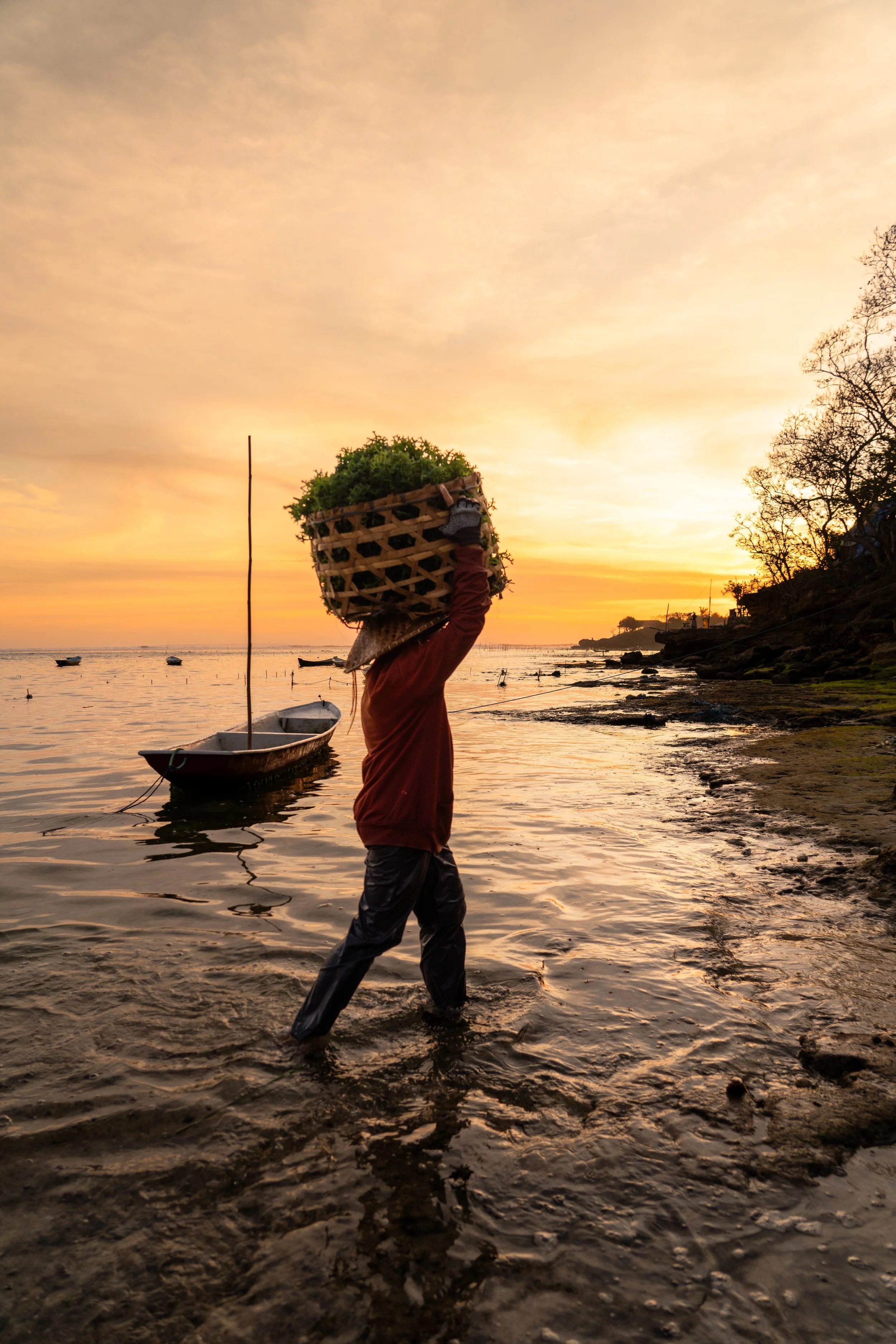 Seaweed Farming_14 2.jpeg