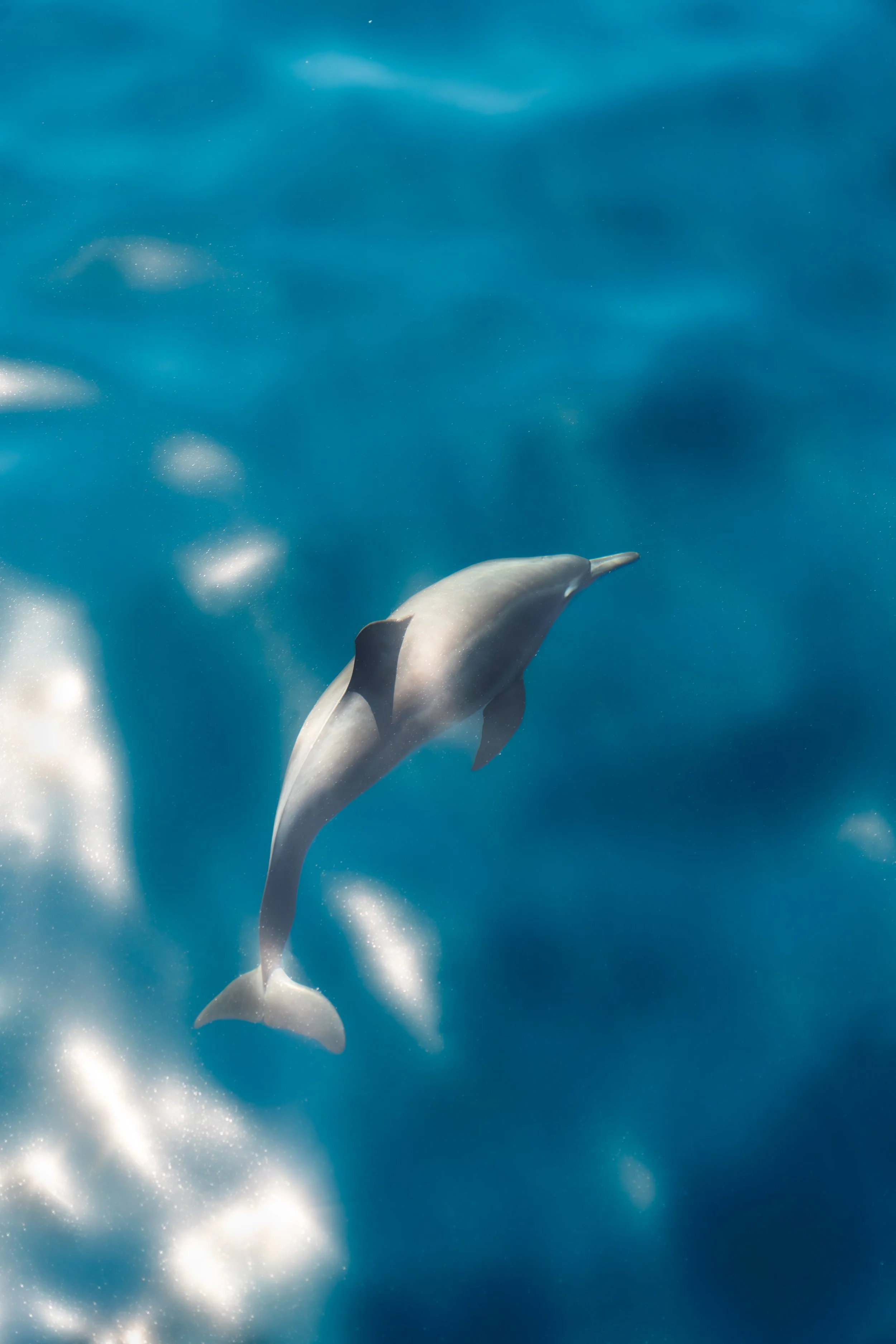 DSC01350-Enhanced-NR copy.jpeg