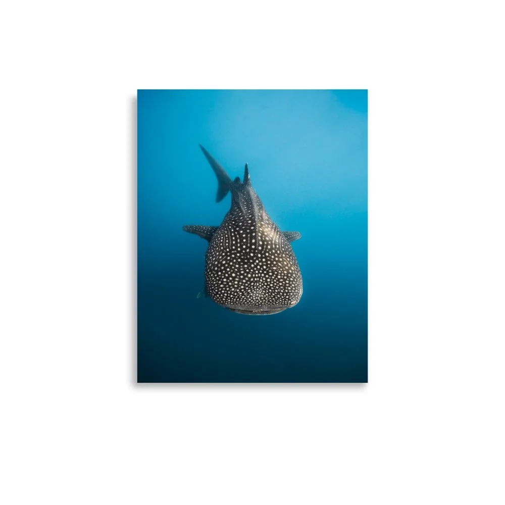 premium-luster-photo-paper-poster-(in)-11x14-front-67997d7cdb5e7.jpg