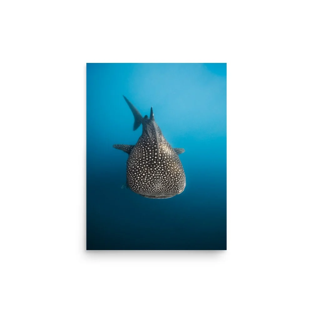 premium-luster-photo-paper-poster-(in)-12x16-front-67997d7cdb699.jpg
