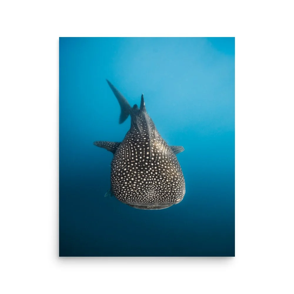 premium-luster-photo-paper-poster-(in)-16x20-front-67997d7cdb7d5.jpg