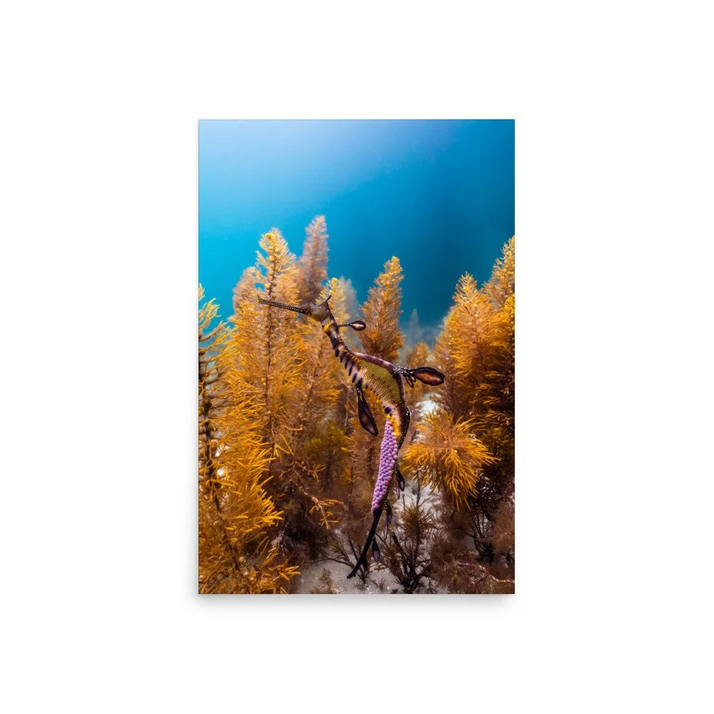 premium-luster-photo-paper-poster-(in)-20x30-front-67bdba478ba40.jpg