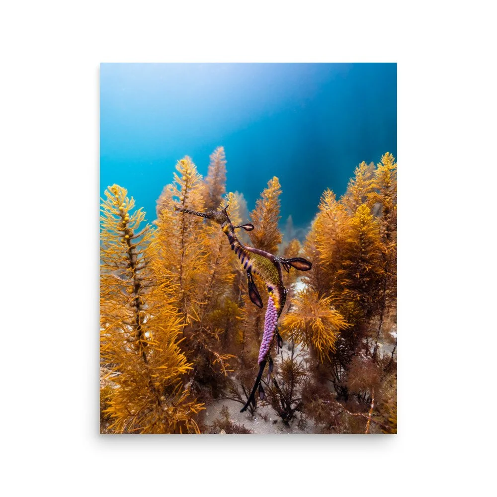 premium-luster-photo-paper-poster-(in)-16x20-front-67bdba478bc91.jpg