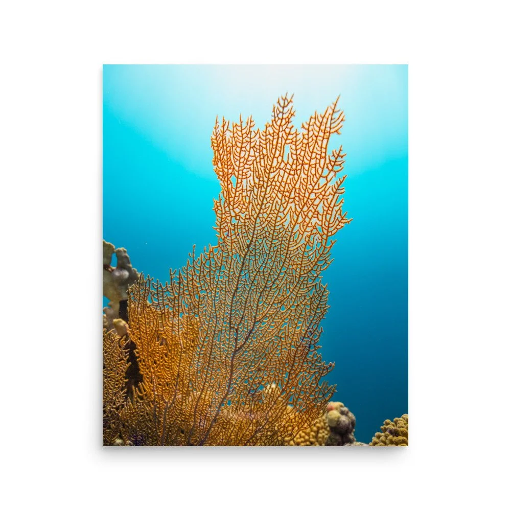premium-luster-photo-paper-poster-(in)-16x20-front-67c7cfc5748a8.jpg