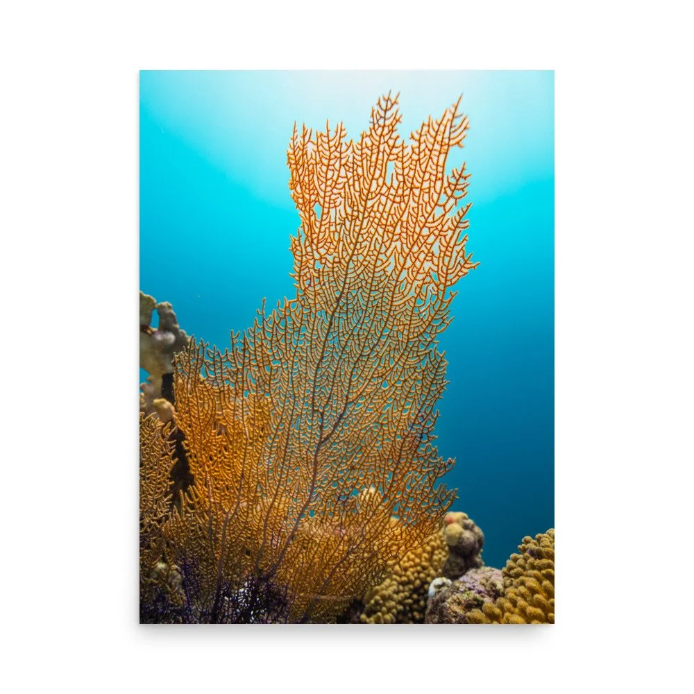 premium-luster-photo-paper-poster-(in)-18x24-front-67c7cfc574a19.jpg