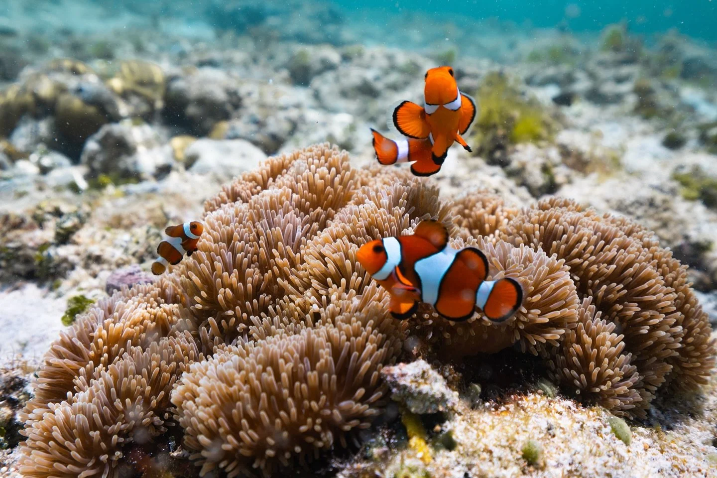 was walking on the beach this day &amp; decided to take my camera for a little dip in the sea and found this fun lil family &lt;3
