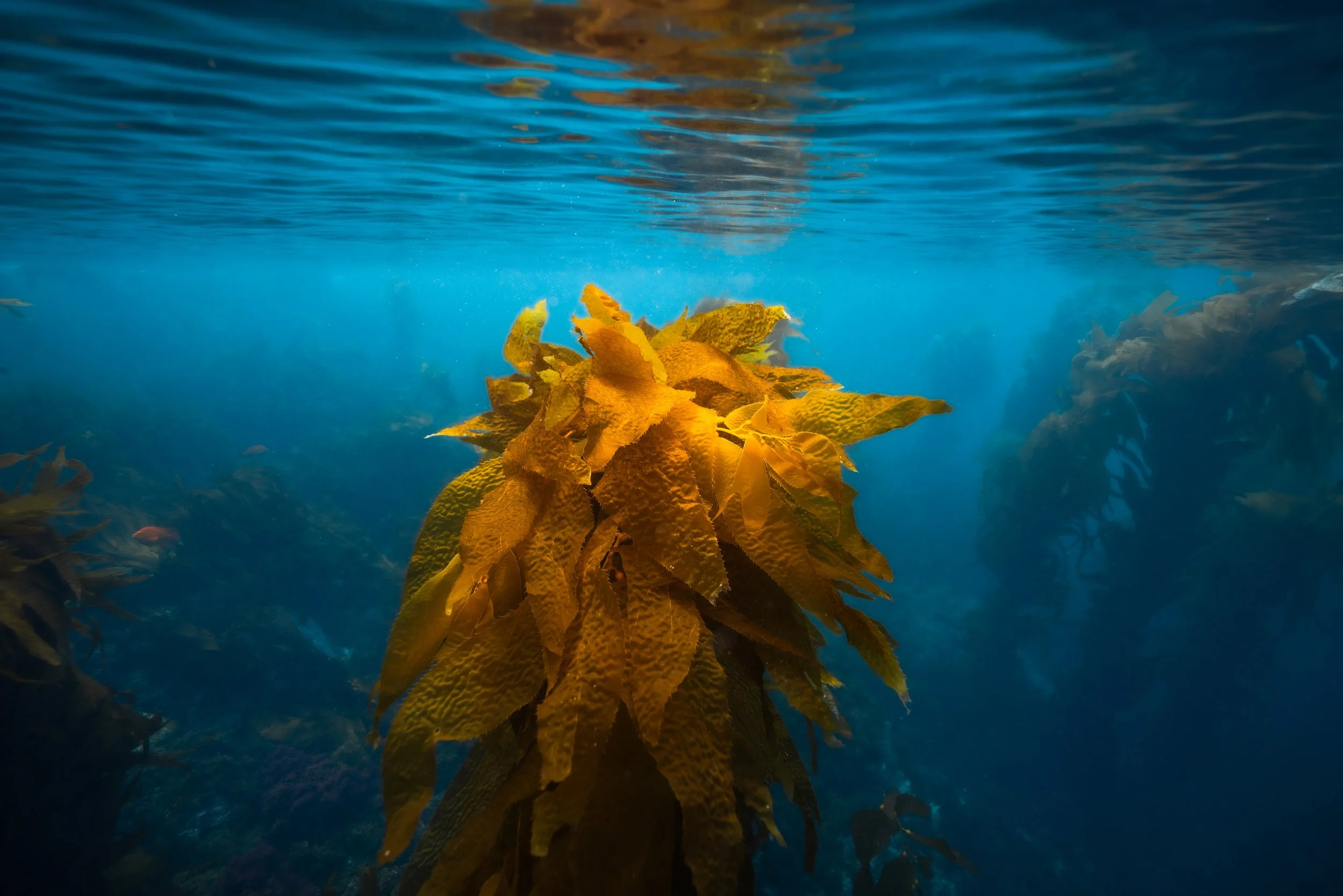 Catalina_Kelp_Forest_05.25-158.jpeg