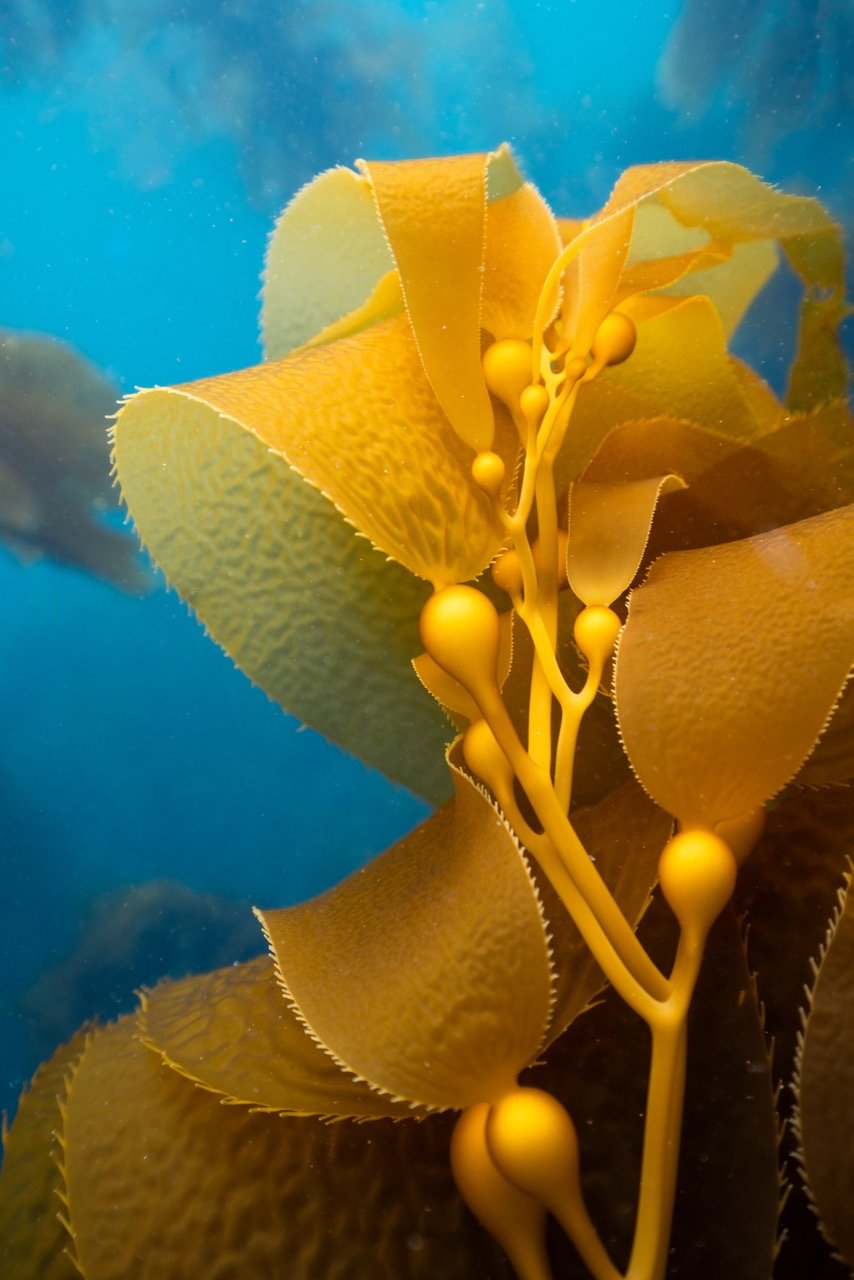 Giant Kelp_Meara Ashley Large.jpeg