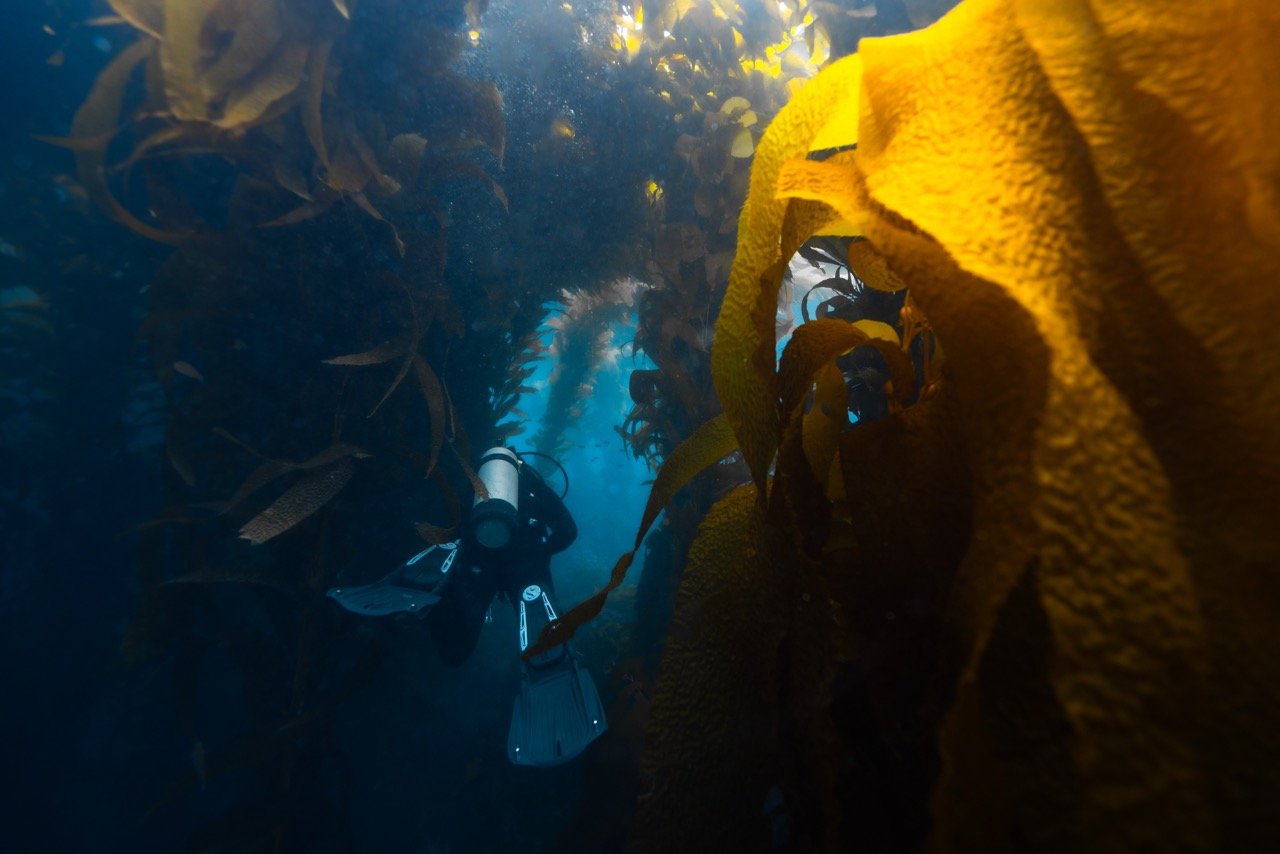Giant Kelp_Meara Ashley-5 Large.jpeg