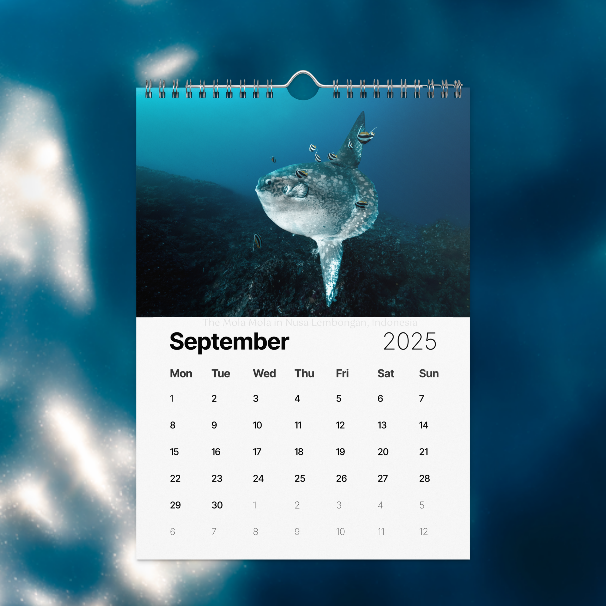 wall-calendar-(2025)-start-w-mon-8.26x11.69-front-674d9caa14904.png