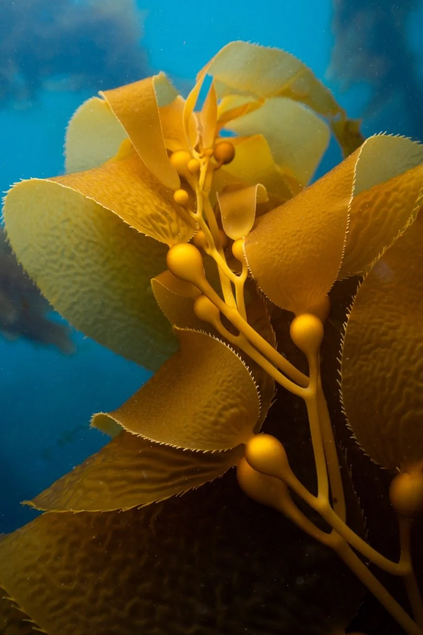 Catalina_Kelp_Forest_05.25-7 Large.jpeg