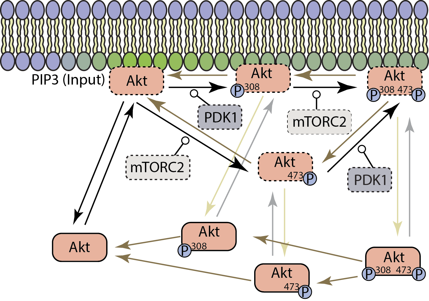 Figure_1_Dynamic_Modelling.png