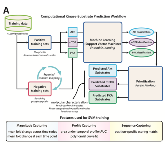 Flowchart depicting the computational prediction of kinase substrates using integrated phosphoproteomics data sets (Humphrey et al., Cell Metab, 2013).
