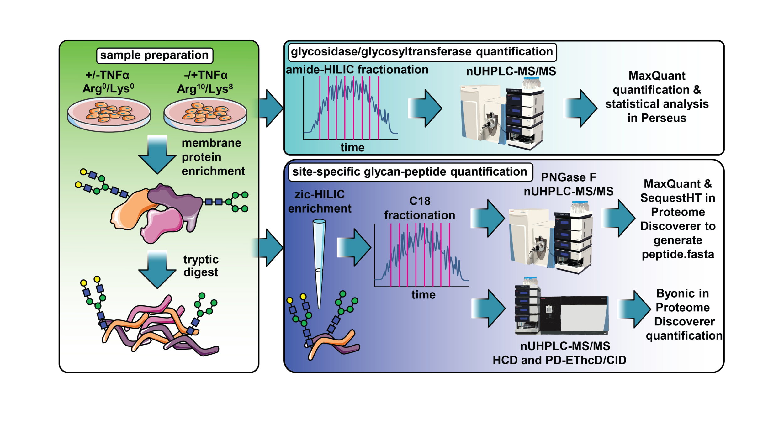 Figure 2 - Glycopeptide Quantification.png