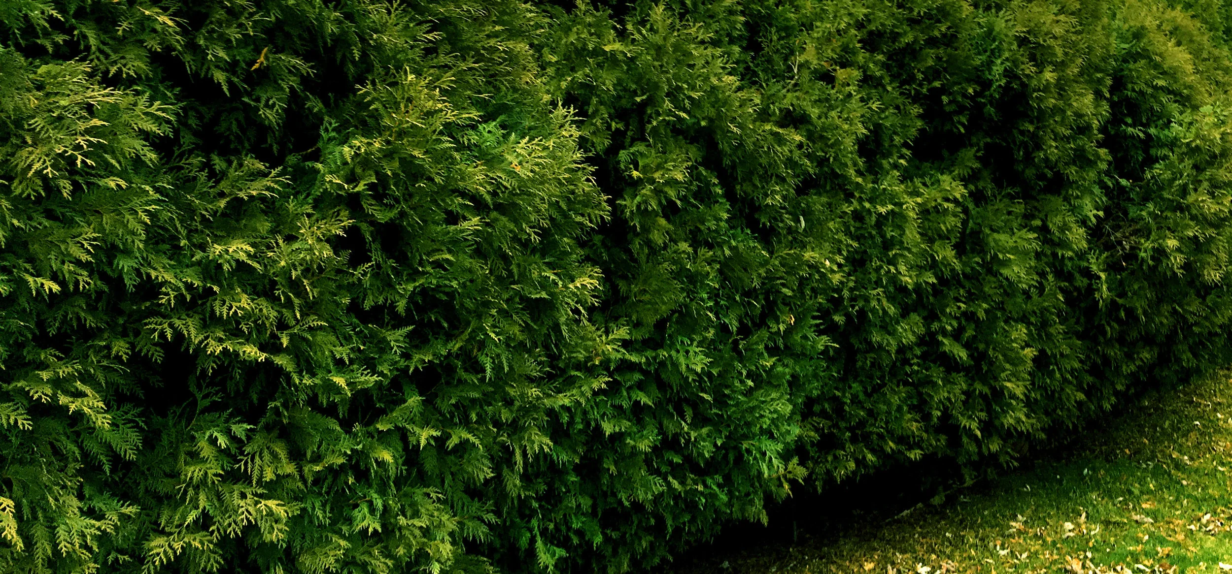 cedarpros2.jpg