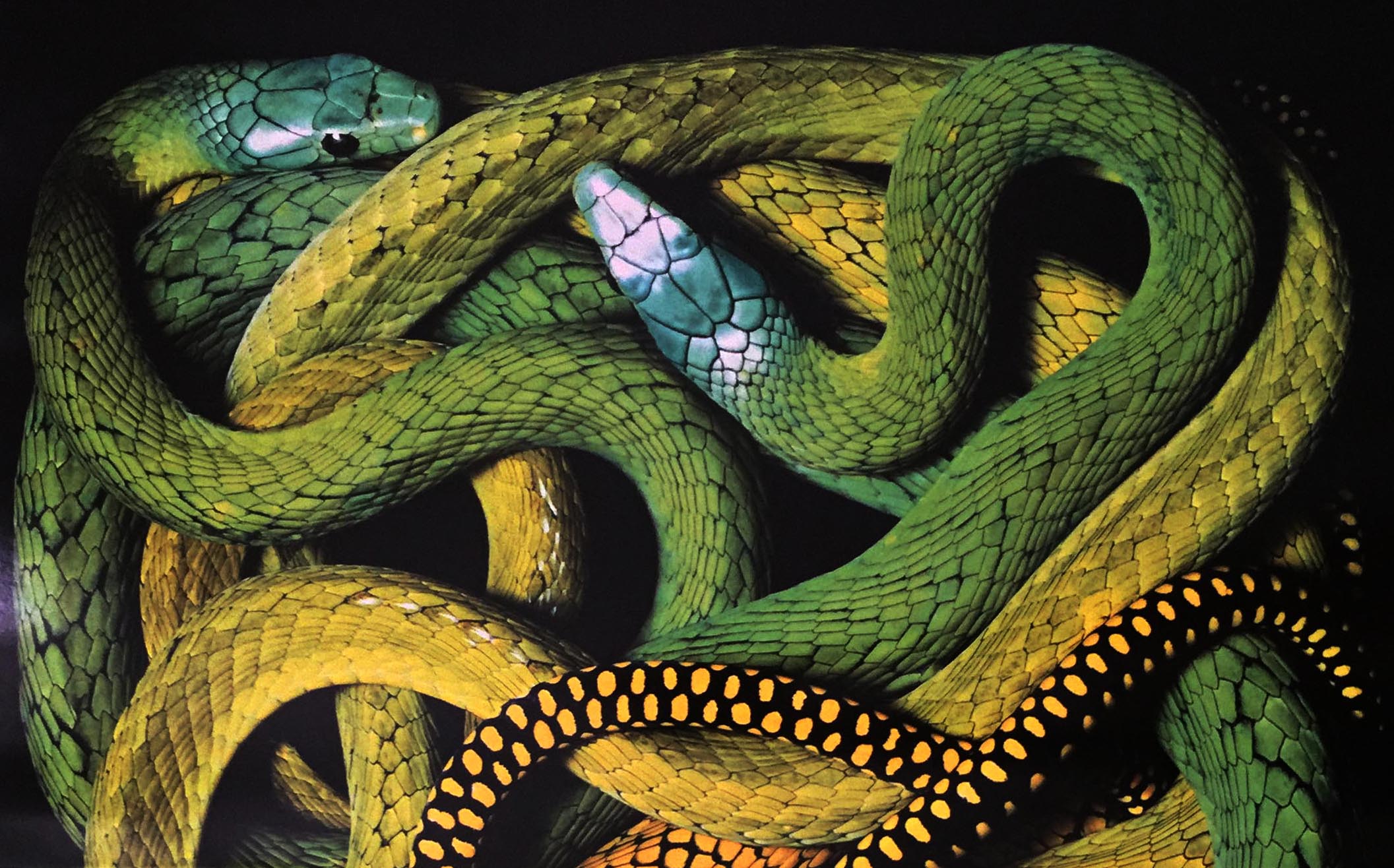 green+coiled+snakes.jpg