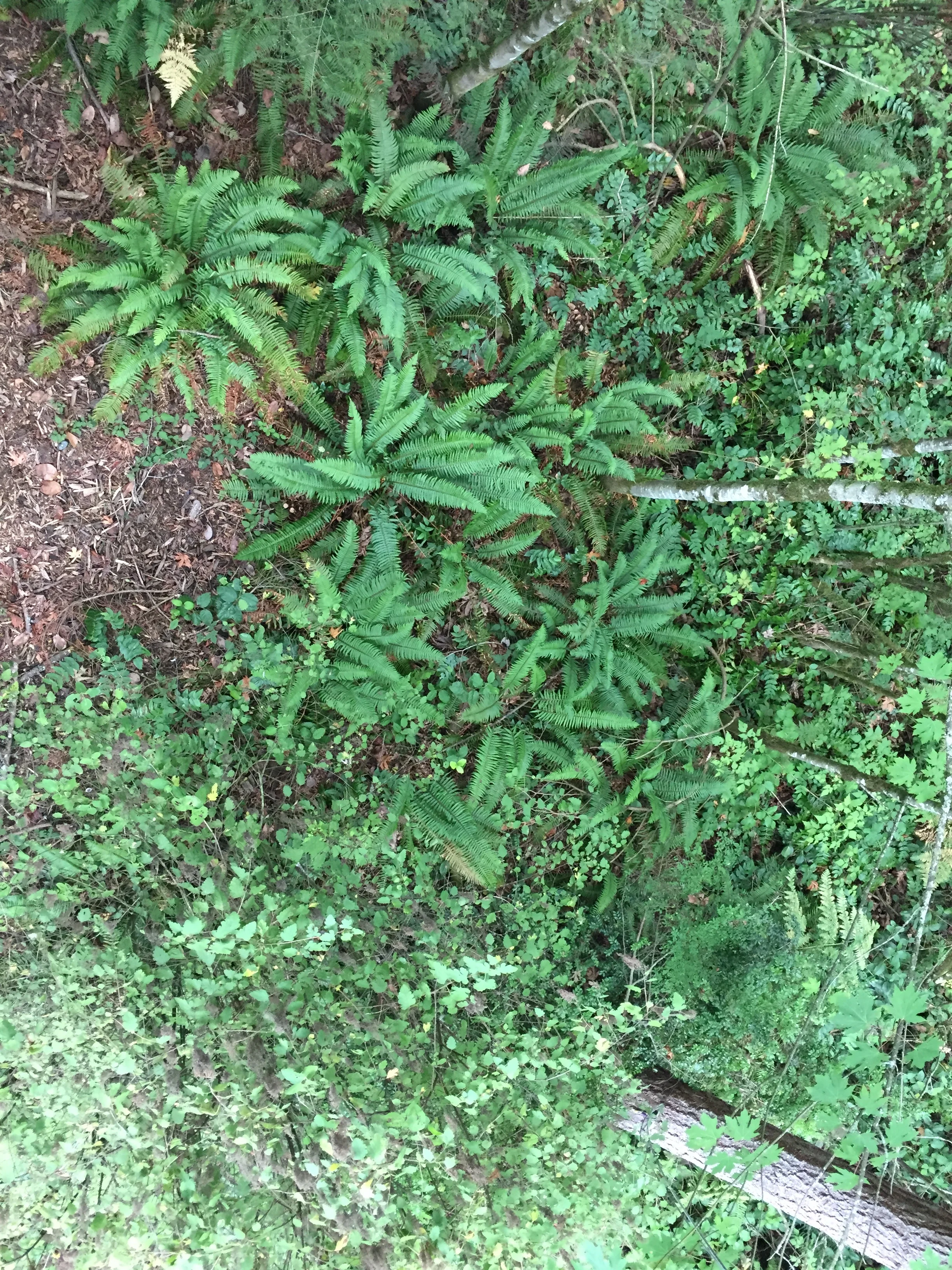 See the Neuroscience Through the Trees