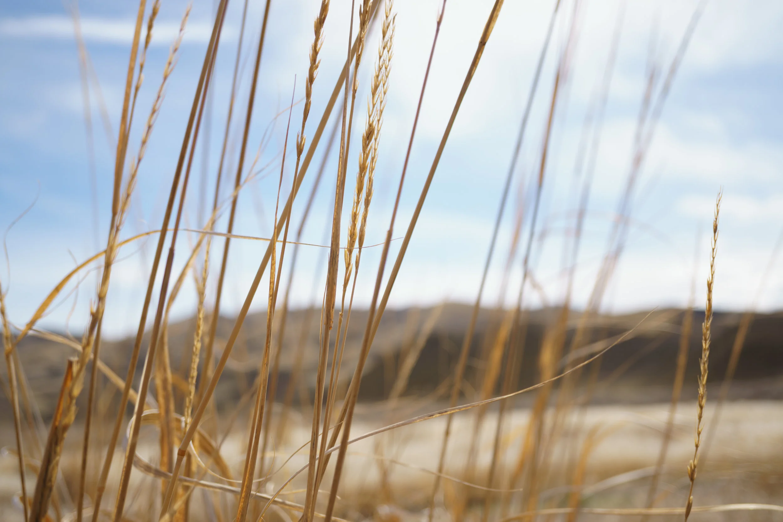 first photo using Sony E mount 30mm f/3.5mm macro lens and I'm impressed with it. Planning on using it more often for some interesting shots. Edited in lightroom. 