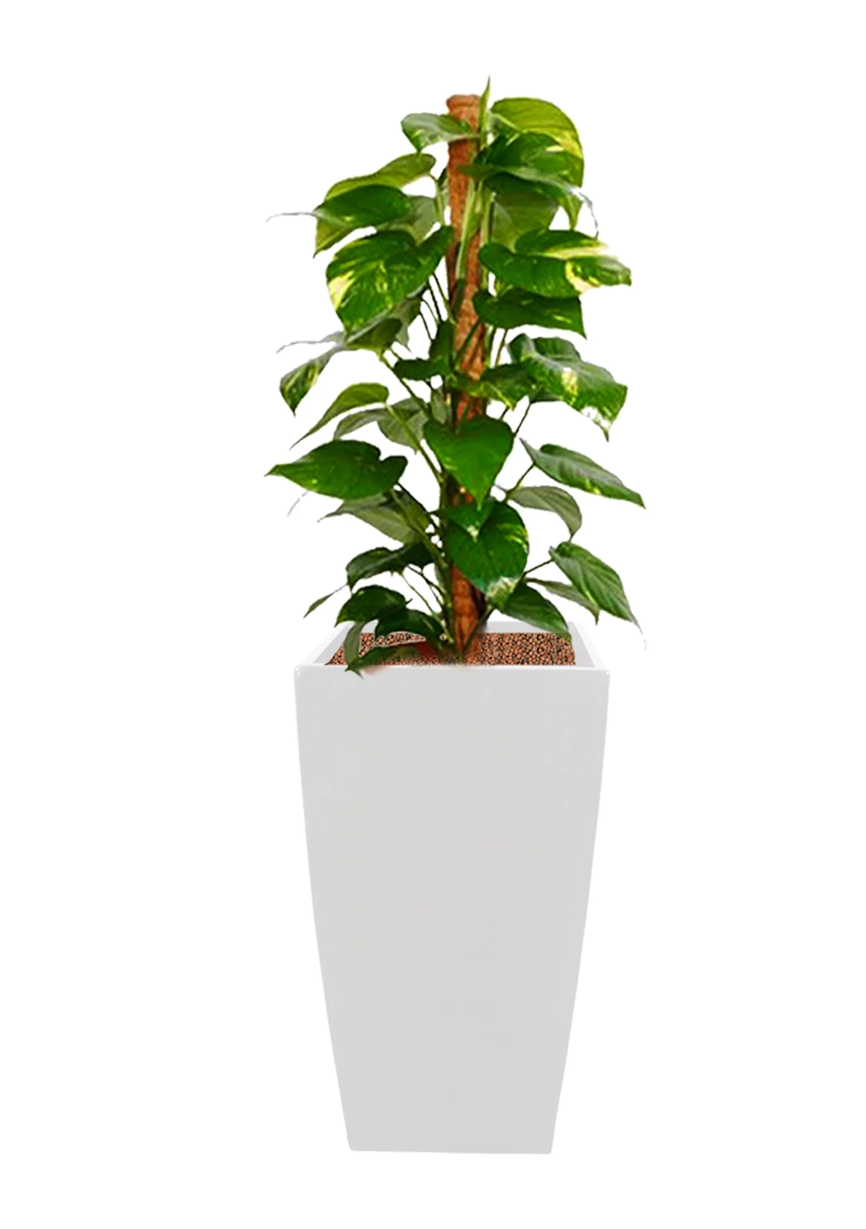 Epipremnum aureum | 4-5ftH